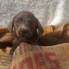 Labrador Retriever Puppy Deuce