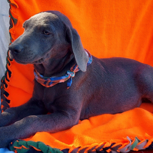 Labrador Retriever Puppy Deuce