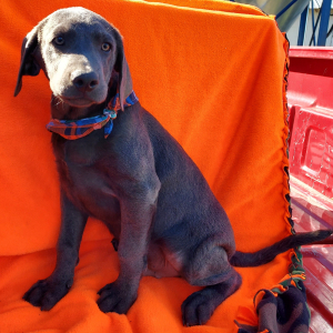 Labrador Retriever Puppy Deuce