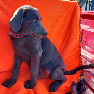Labrador Retriever Puppy Deuce