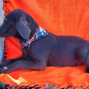 Labrador Retriever Puppy Deuce
