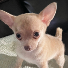 Chihuahua Puppy Lil Zack