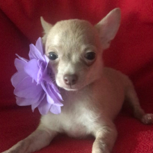 Chihuahua Puppy Lil Zack