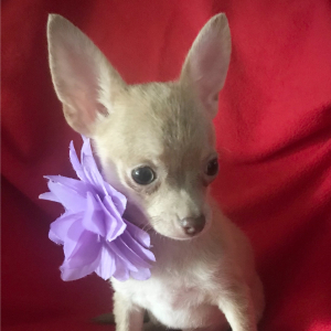 Chihuahua Puppy Lil Zack