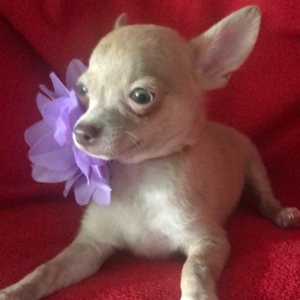 Chihuahua Puppy Lil Zack