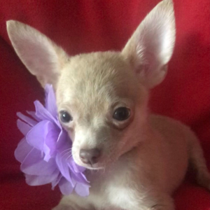 Chihuahua Puppy Lil Zack