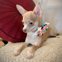 Chihuahua Puppy Lil Zack