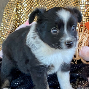 Australian Shepherd Puppy Ceviche