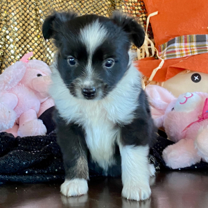 Australian Shepherd Puppy Ceviche