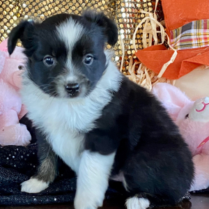 Australian Shepherd Puppy Ceviche