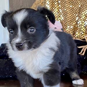 Australian Shepherd Puppy Ceviche