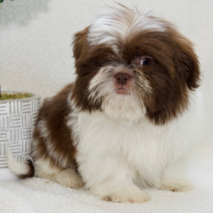 Shih Tzu Puppy Navy