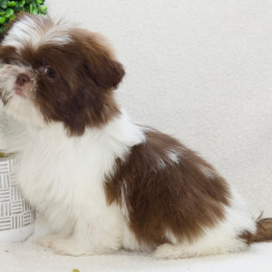 Shih Tzu Puppy Navy