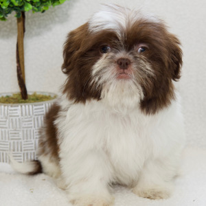 Shih Tzu Puppy Navy