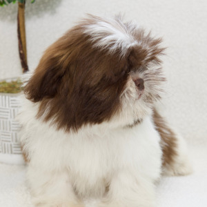 Shih Tzu Puppy Navy