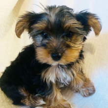 Yorkshire Terrier Puppy Walley