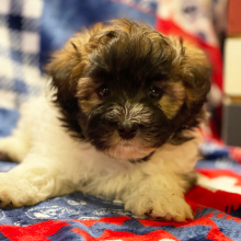 Havanese Puppy Dakota