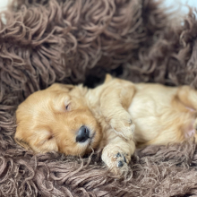 Goldendoodle Puppy Crew