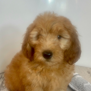 Goldendoodle Puppy Crew
