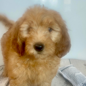 Goldendoodle Puppy Crew
