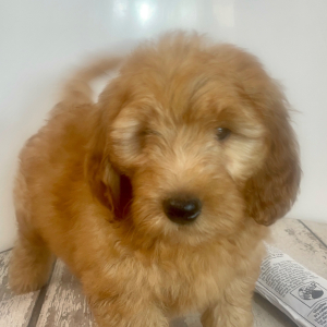 Goldendoodle Puppy Crew