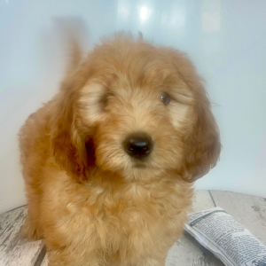 Goldendoodle Puppy Crew