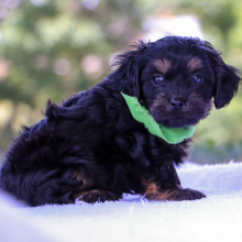 Cavapoo Puppy Berkeley