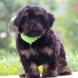 Cavapoo Puppy Berkeley