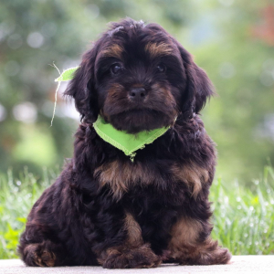 Cavapoo Puppy Berkeley