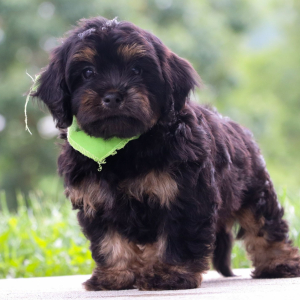 Cavapoo Puppy Berkeley