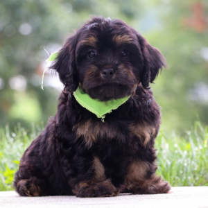 Cavapoo Puppy Berkeley