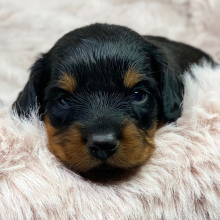 Dachshund Puppy Thumper