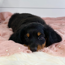 Dachshund Puppy Thumper