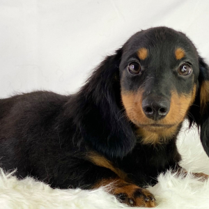 Dachshund Puppy Thumper