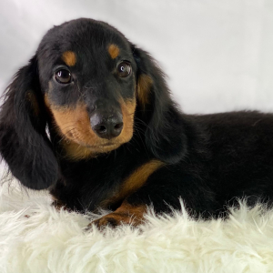 Dachshund Puppy Thumper