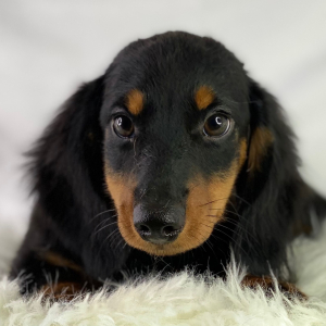 Dachshund Puppy Thumper