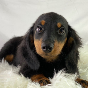 Dachshund Puppy Thumper