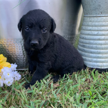 Labradoodle Puppy Pepper