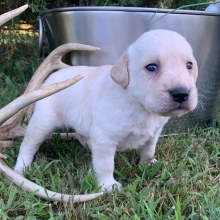 Labradoodle Puppy Boomer
