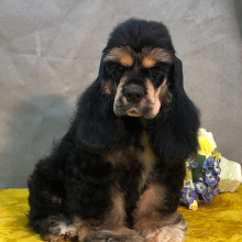 Cocker Spaniel Puppy Payla