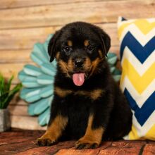 Rottweiler Puppy Luca