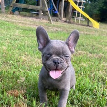 French Bulldog Puppy Babe