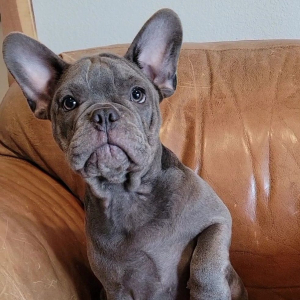French Bulldog Puppy Babe