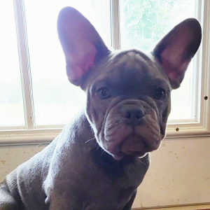 French Bulldog Puppy Babe