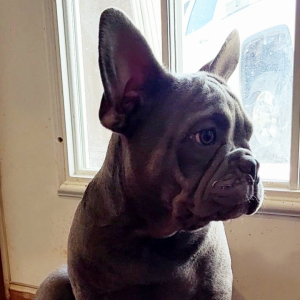 French Bulldog Puppy Babe