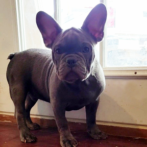 French Bulldog Puppy Babe