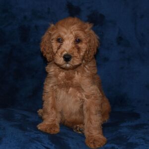 Labradoodle Puppy Augustus