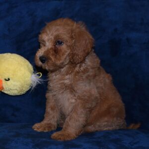 Labradoodle Puppy Augustus