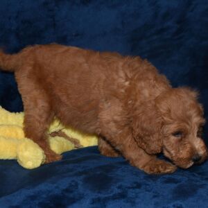 Labradoodle Puppy Augustus