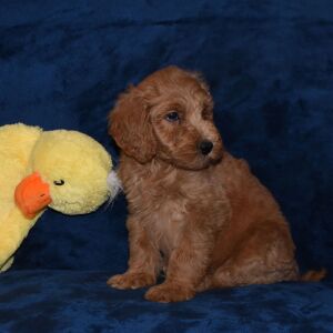 Labradoodle Puppy Augustus